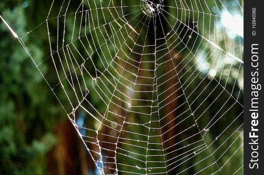 Spider Web, Vegetation, Invertebrate, Water