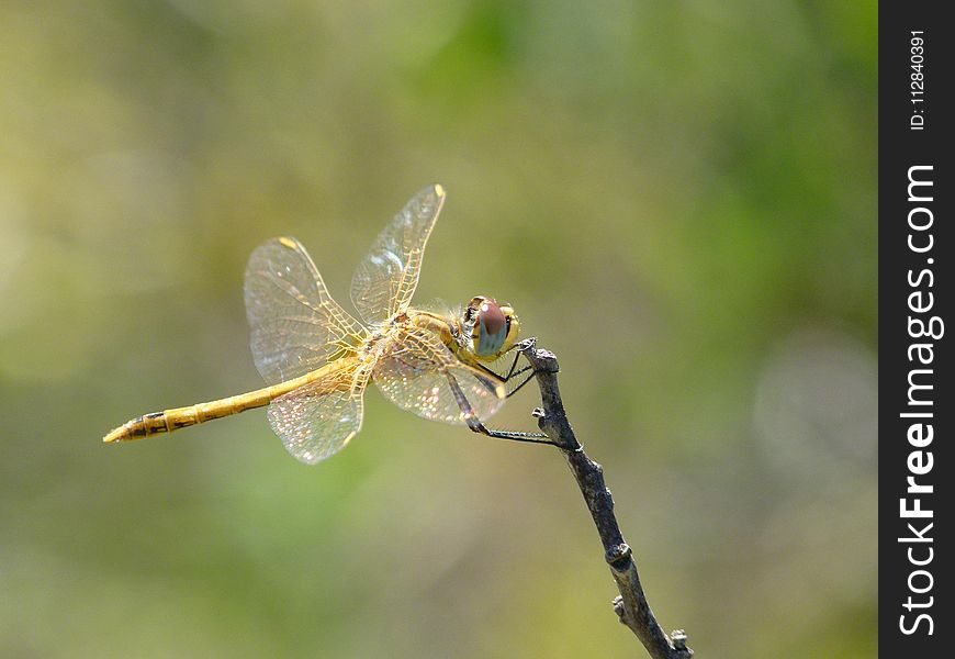 Dragonfly, Insect, Dragonflies And Damseflies, Invertebrate