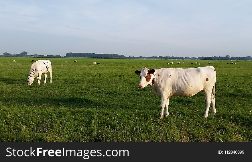 Grassland, Cattle Like Mammal, Pasture, Grazing
