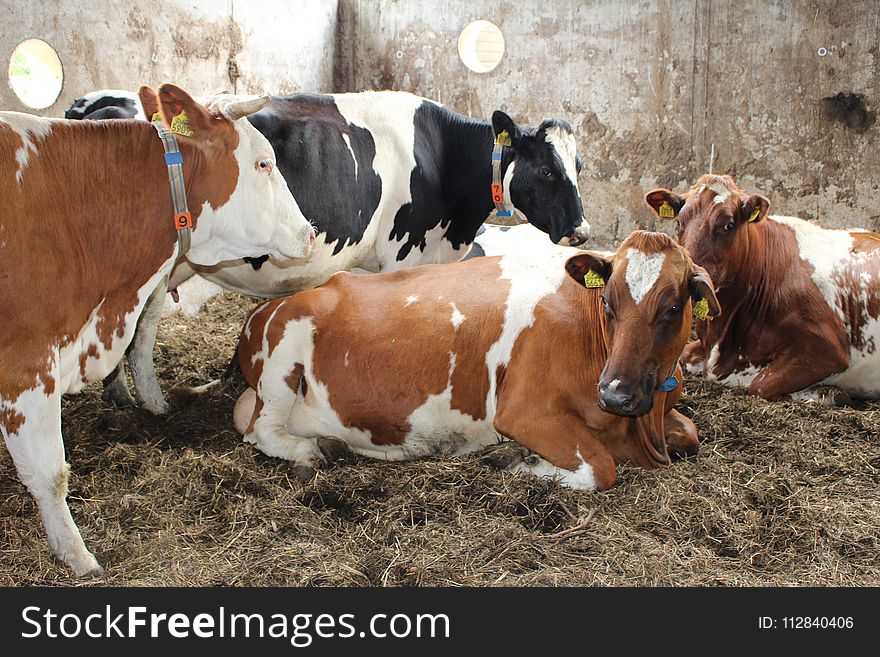 Cattle Like Mammal, Dairy Cow, Dairy, Livestock