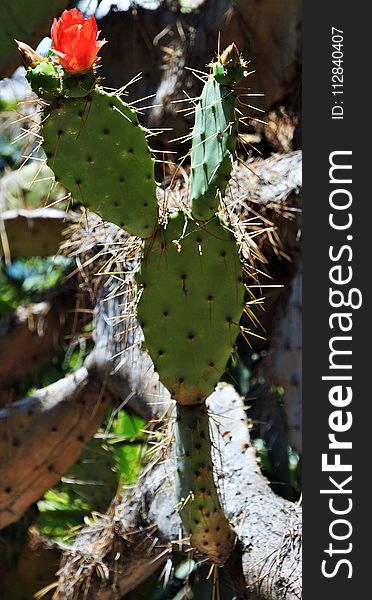 Plant, Cactus, Flowering Plant, Eastern Prickly Pear