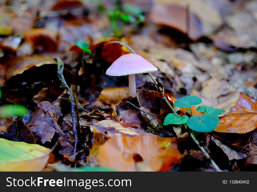 Leaf, Flora, Plant, Fungus