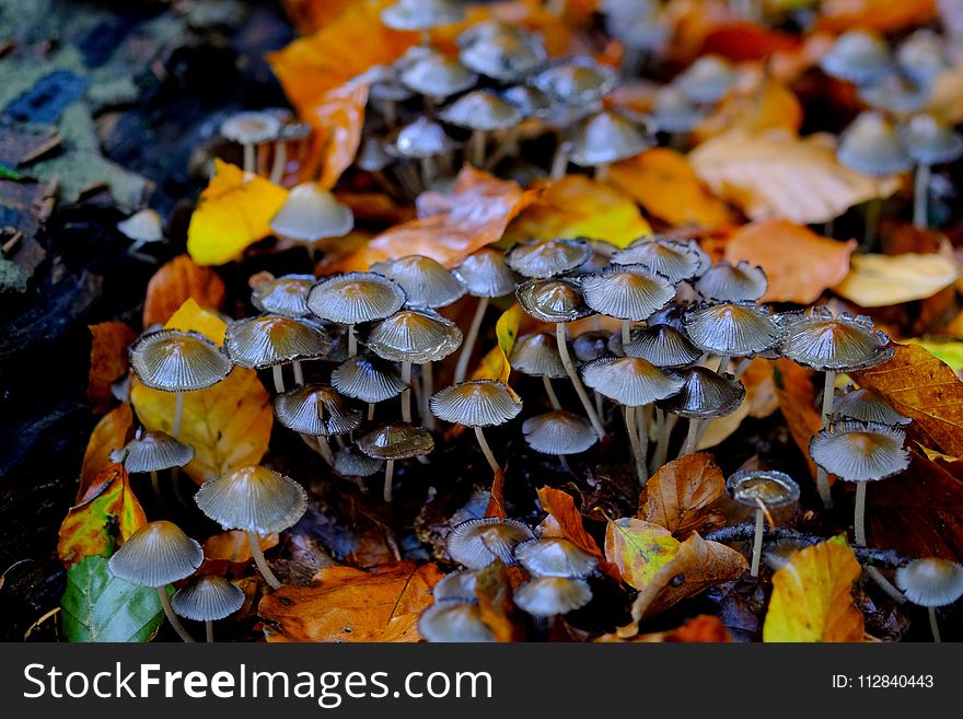 Fungus, Autumn, Mushroom, Edible Mushroom