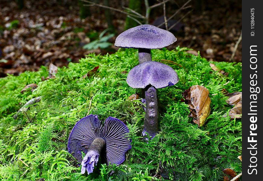 Fungus, Mushroom, Flora, Edible Mushroom