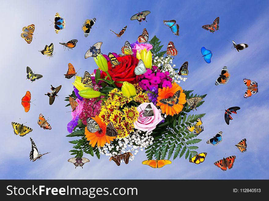 Flower, Butterfly, Moths And Butterflies, Insect