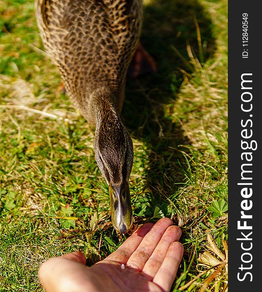 Bird, Fauna, Beak, Grass