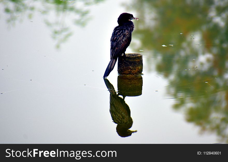 Bird, Fauna, Beak, Tree