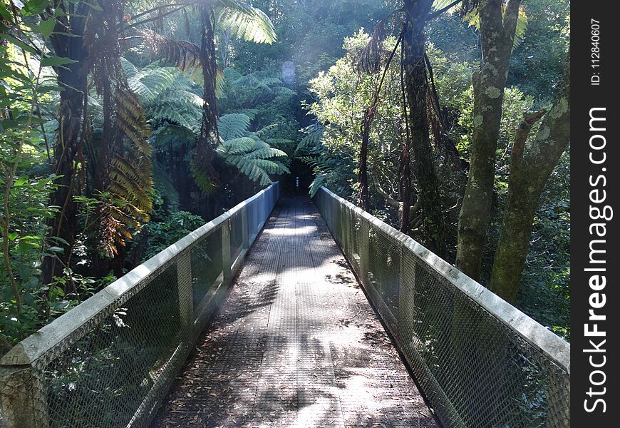Ferns and trees surround both sides of a wooden walkway through a park in Wellington, New Zealand. Ferns and trees surround both sides of a wooden walkway through a park in Wellington, New Zealand.