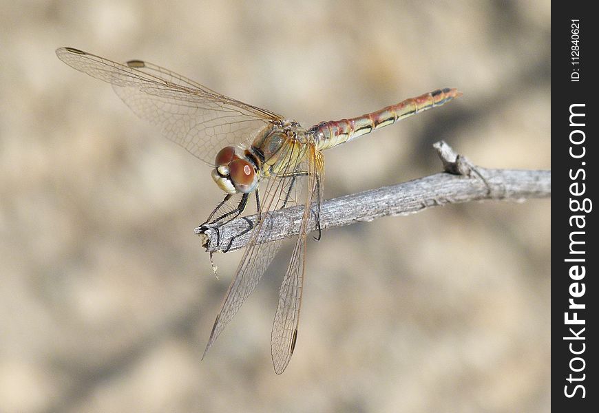 Dragonfly, Insect, Dragonflies And Damseflies, Fauna