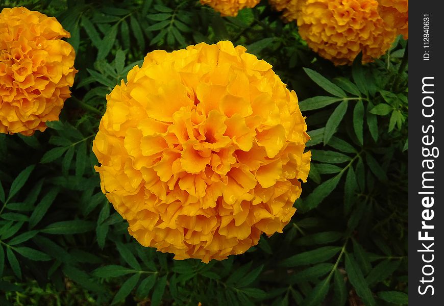 Yellow, Flower, Plant, Annual Plant