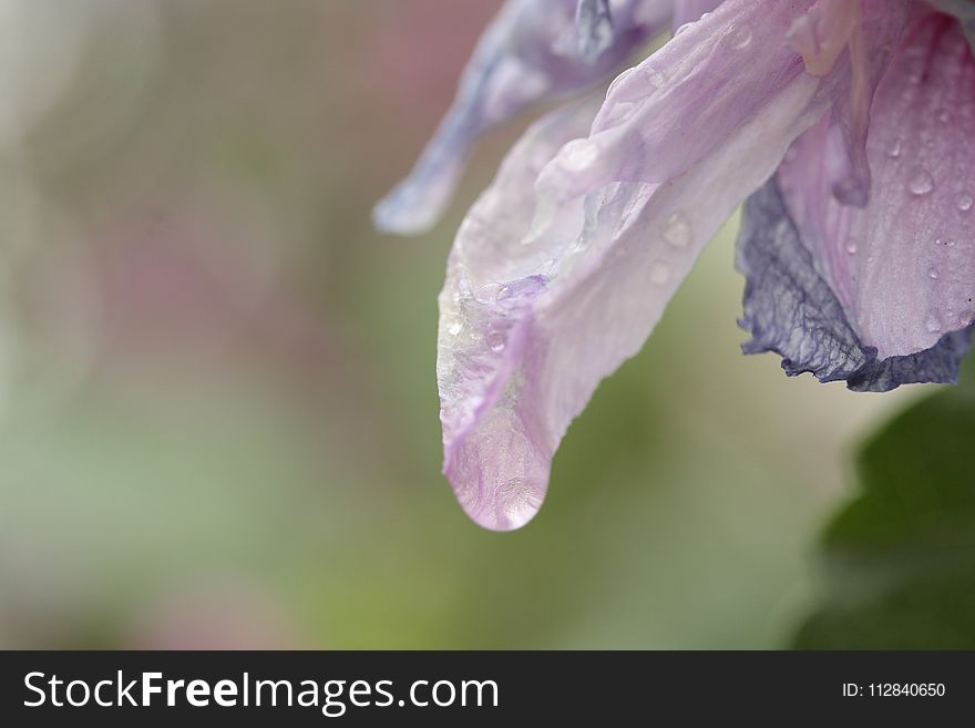 Flower, Purple, Lilac, Petal