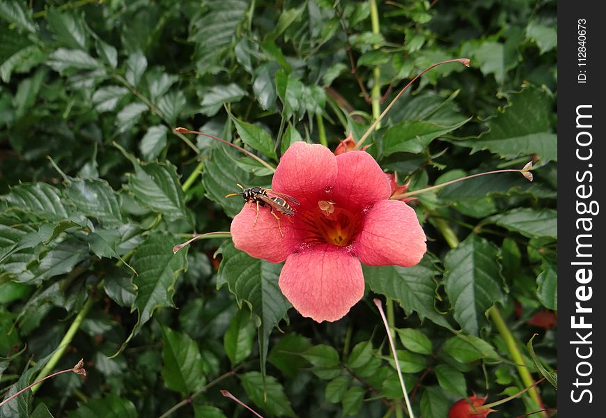 Flower, Plant, Flowering Plant, Vegetation