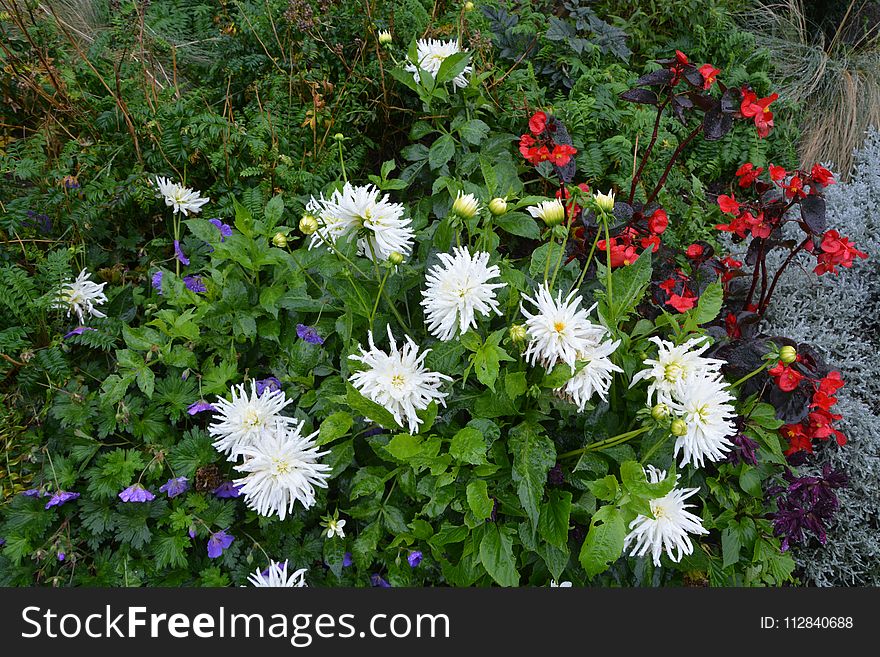 Flower, Plant, Flowering Plant, Flora