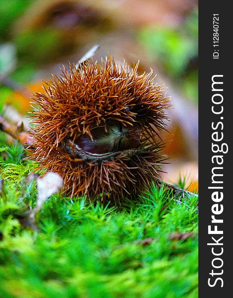 Vegetation, Chestnut, Close Up, Organism