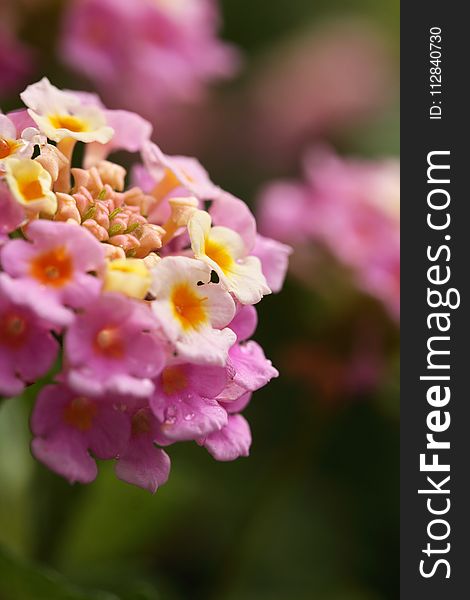 Flower, Pink, Flowering Plant, Lantana Camara