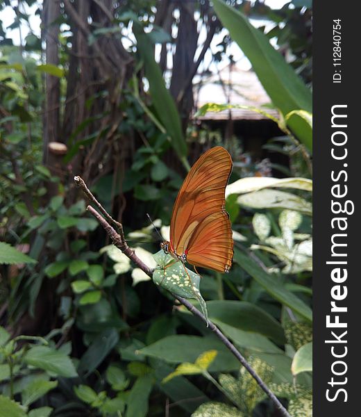 Butterfly, Moths And Butterflies, Insect, Invertebrate