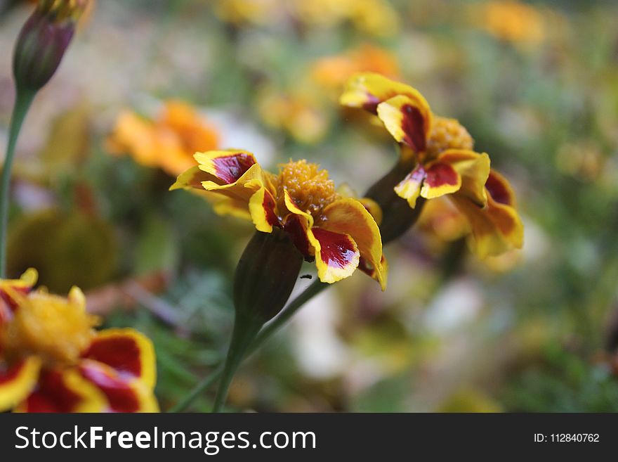 Flower, Flora, Plant, Flowering Plant