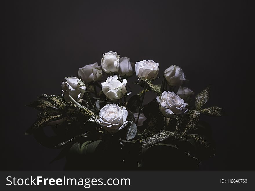 White, Flower, Rose Family, Still Life Photography