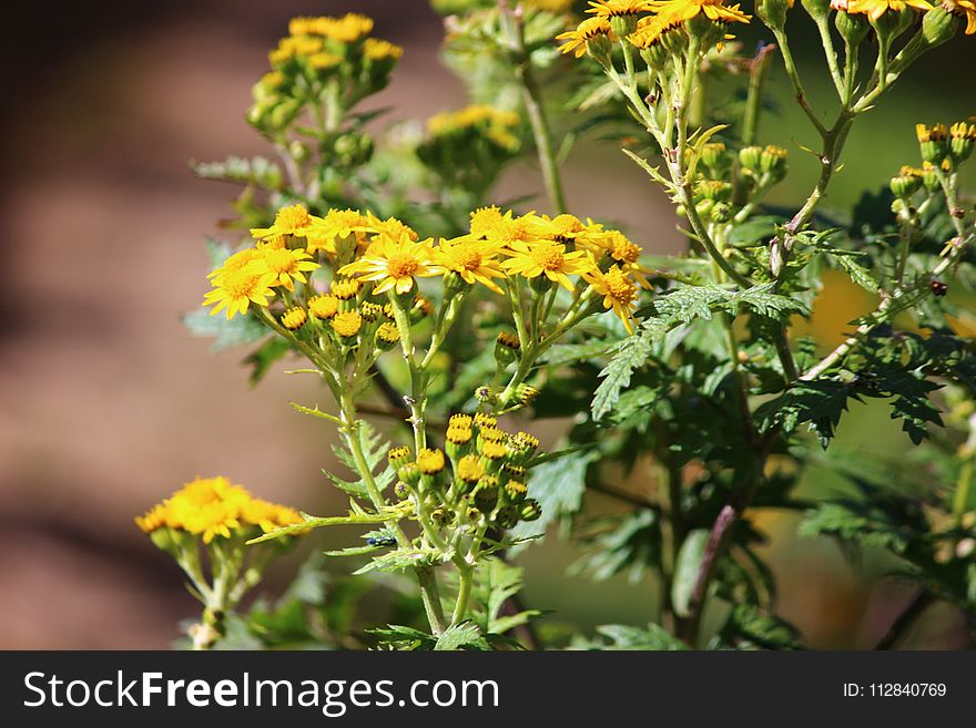 Flower, Yellow, Plant, Tansy
