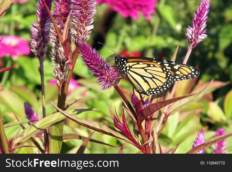 Butterfly, Moths And Butterflies, Monarch Butterfly, Insect