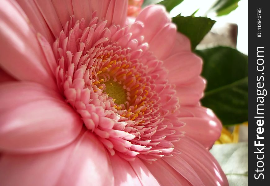 Flower, Pink, Flora, Flowering Plant