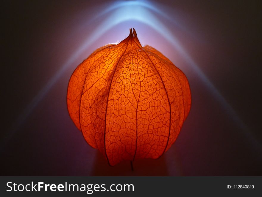 Leaf, Close Up, Macro Photography, Lighting