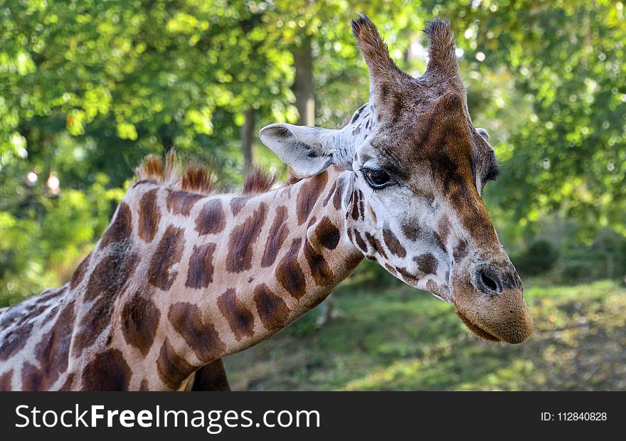 Giraffe, Terrestrial Animal, Wildlife, Fauna