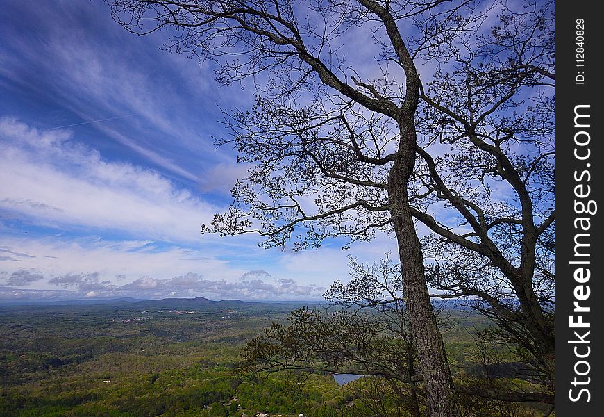 Sky, Tree, Cloud, Nature