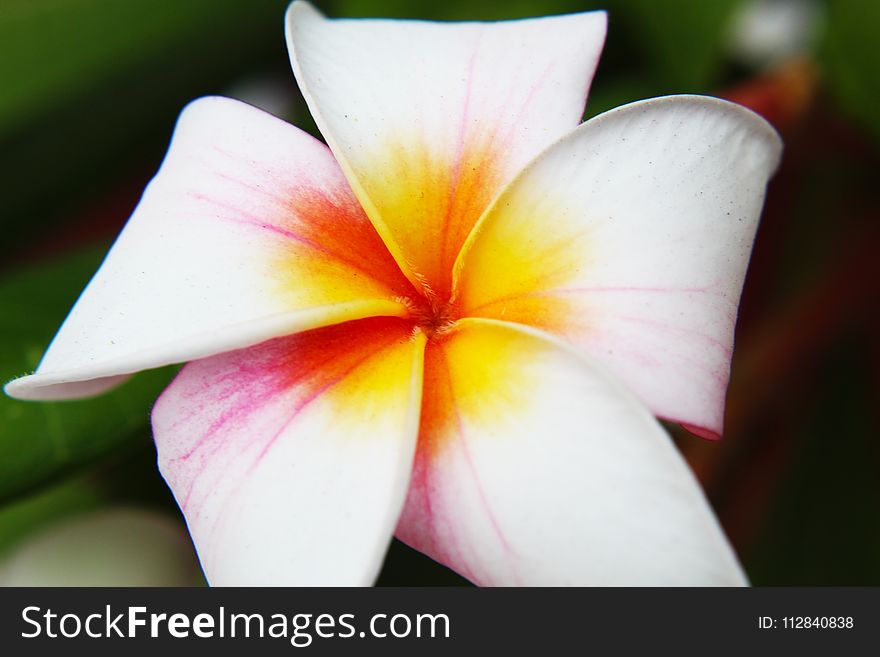 Flower, Flora, Plant, Close Up