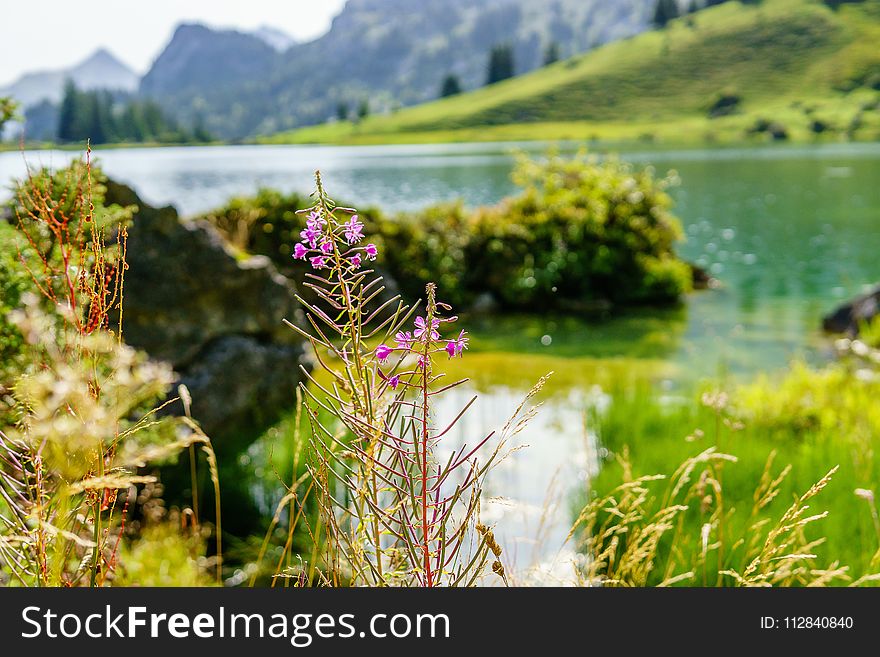 Nature, Vegetation, Ecosystem, Water