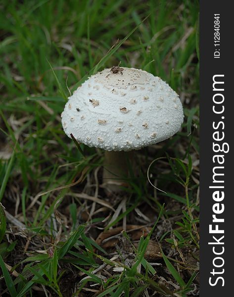 Mushroom, Fungus, Edible Mushroom, Agaricaceae