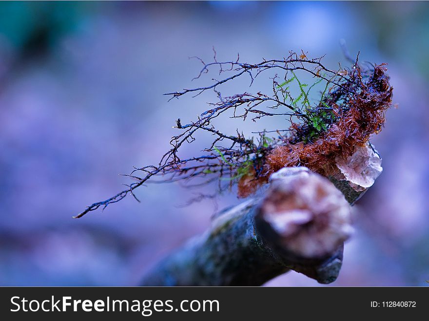 Branch, Tree, Macro Photography, Close Up