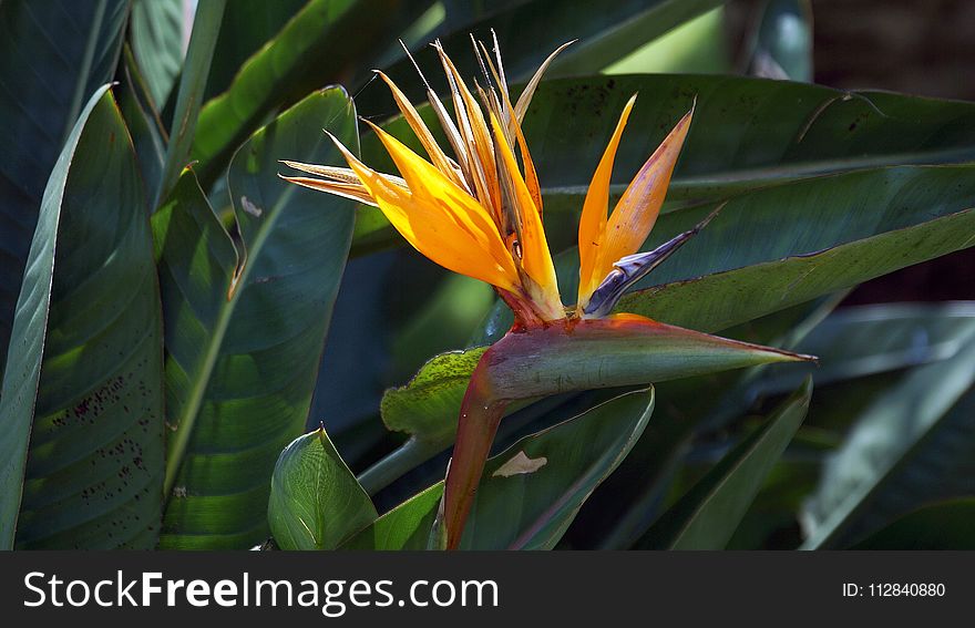 Plant, Flora, Flower, Vegetation