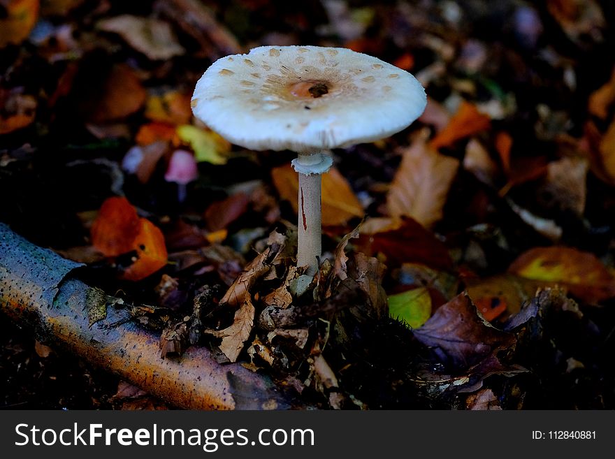 Fungus, Mushroom, Edible Mushroom, Agaricaceae