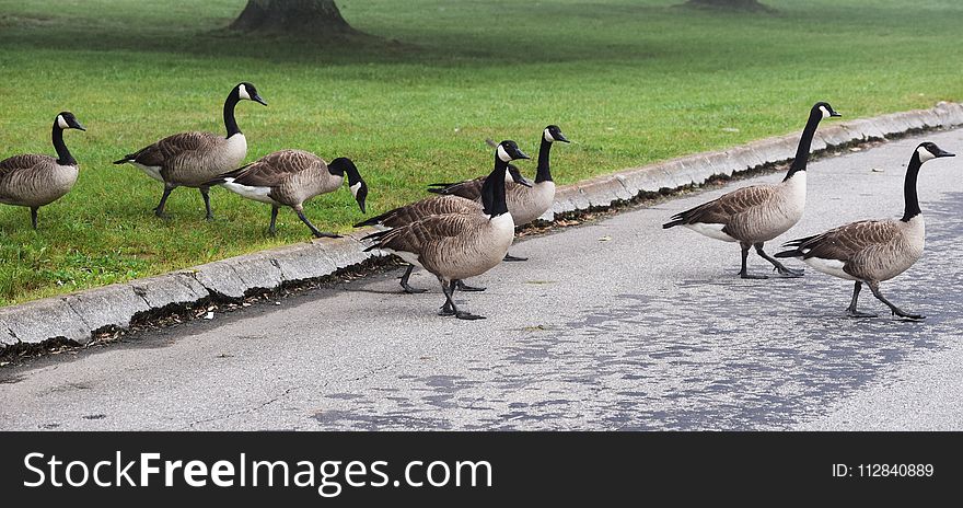 Bird, Water Bird, Goose, Ducks Geese And Swans