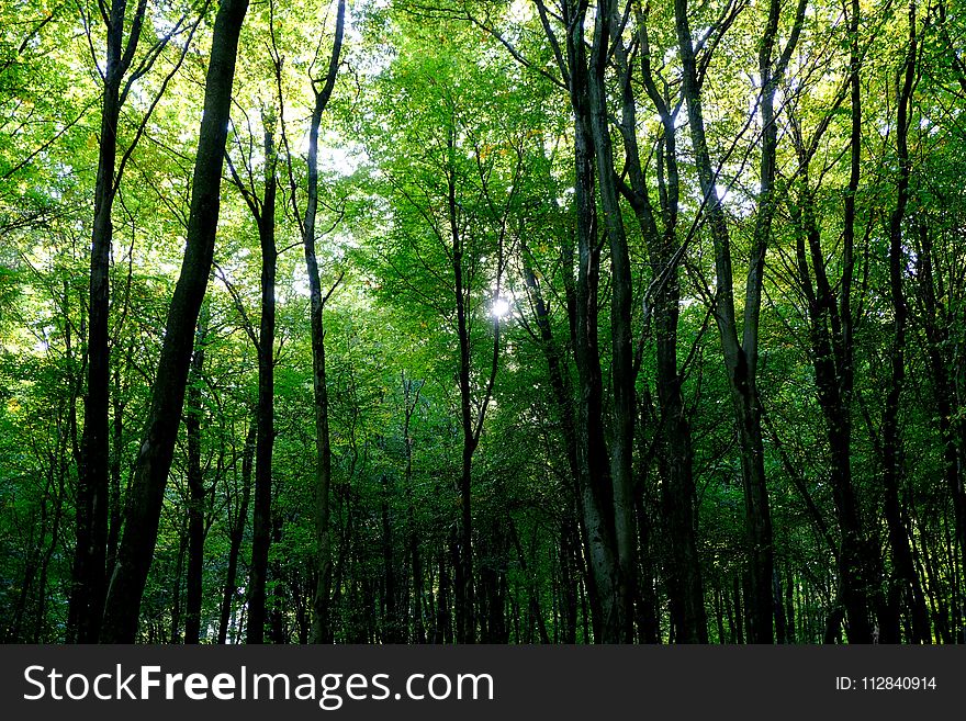 Forest, Woodland, Green, Nature