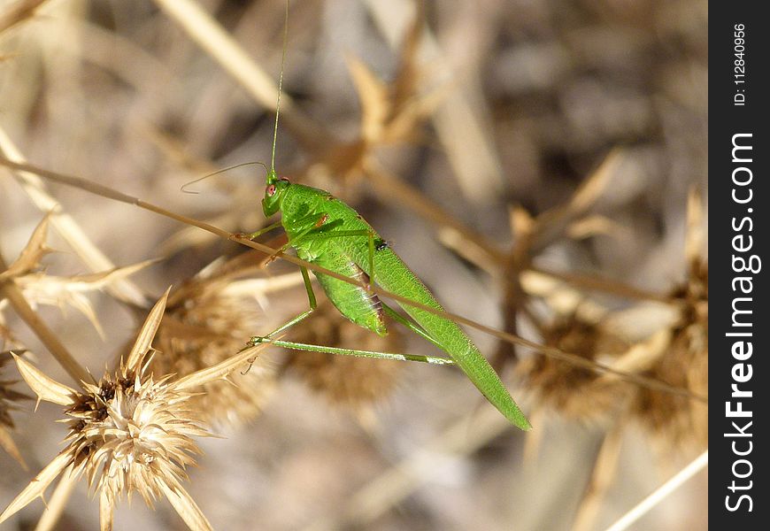 Insect, Fauna, Invertebrate, Grass Family