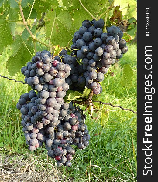 Grape, Fruit, Grapevine Family, Vitis