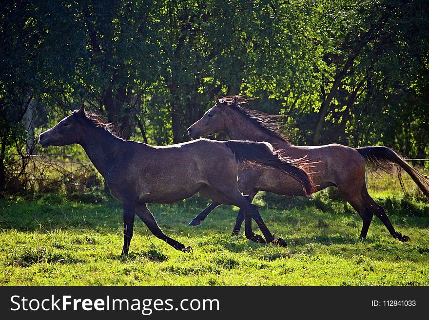 Horse, Pasture, Wildlife, Fauna