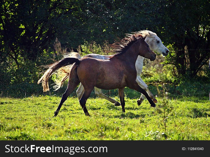 Horse, Pasture, Mare, Stallion