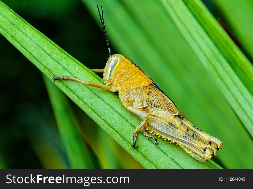 Insect, Locust, Cricket Like Insect, Macro Photography