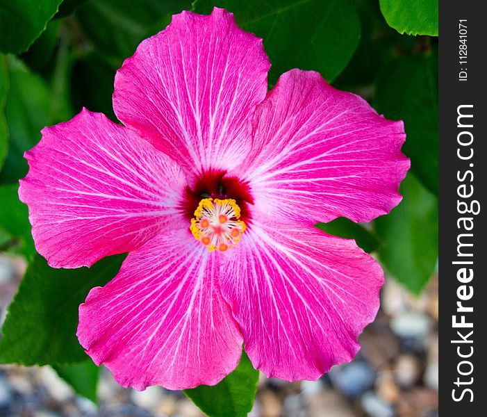 Flower, Pink, Flora, Hibiscus