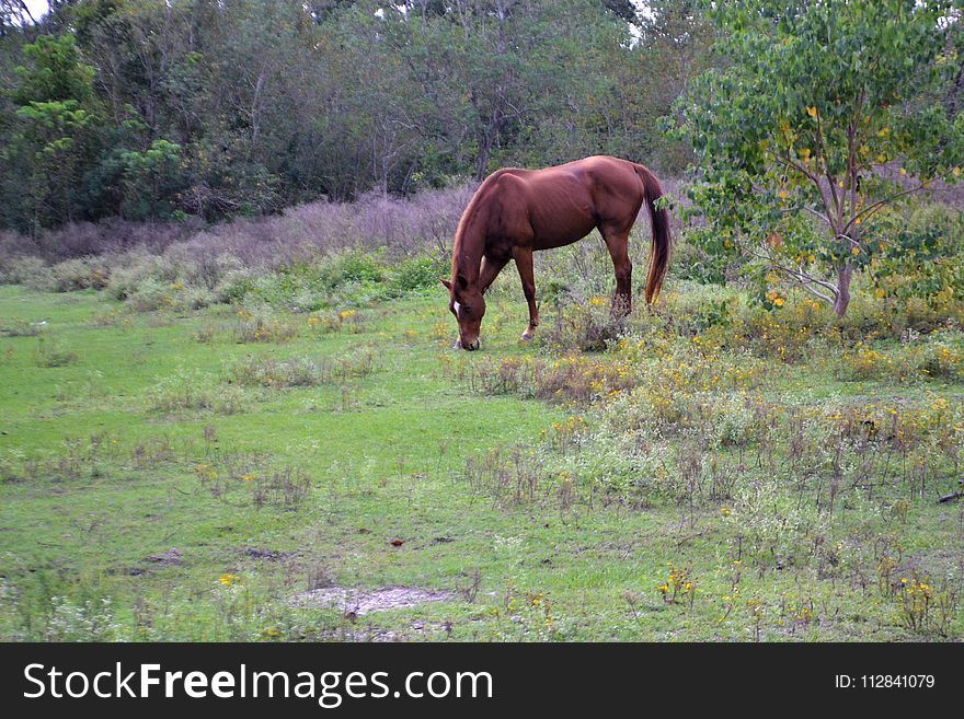 Horse, Ecosystem, Pasture, Grazing