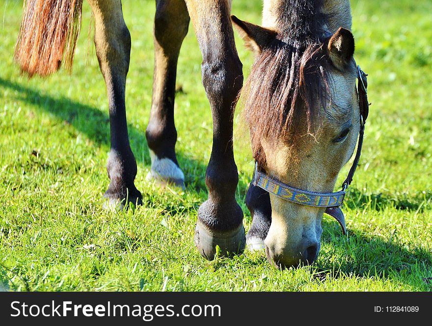 Horse, Grazing, Grass, Pasture