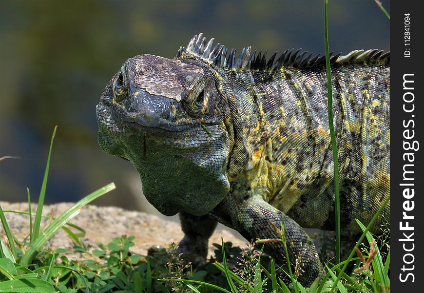 Reptile, Scaled Reptile, Iguana, Lizard