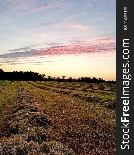 Sky, Field, Grassland, Prairie