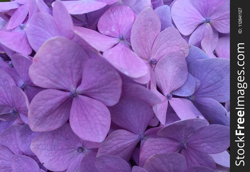 Flower, Lilac, Violet, Purple