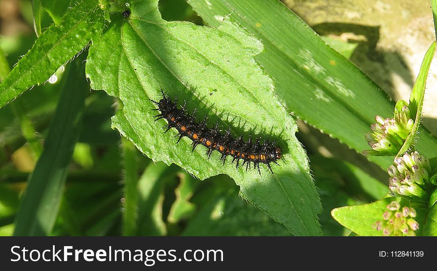 Caterpillar, Larva, Insect, Invertebrate