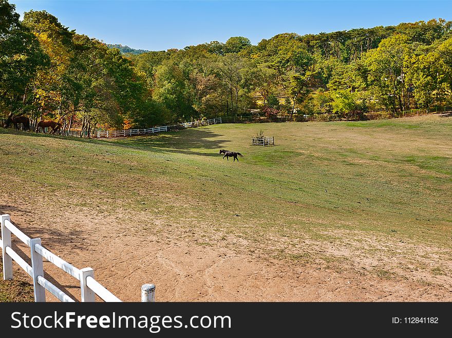 Nature Reserve, Grass, Pasture, Tree