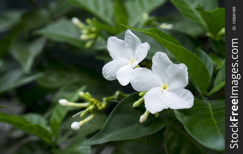 Plant, Flower, Flora, Jasmine